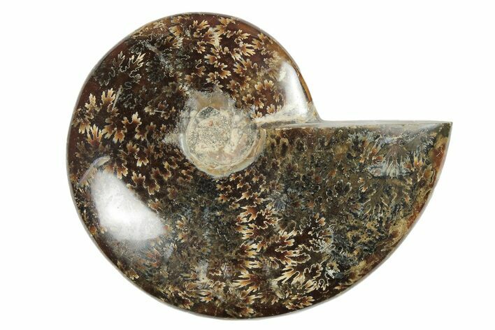 4.5" Polished Ammonite Fossil - Madagascar